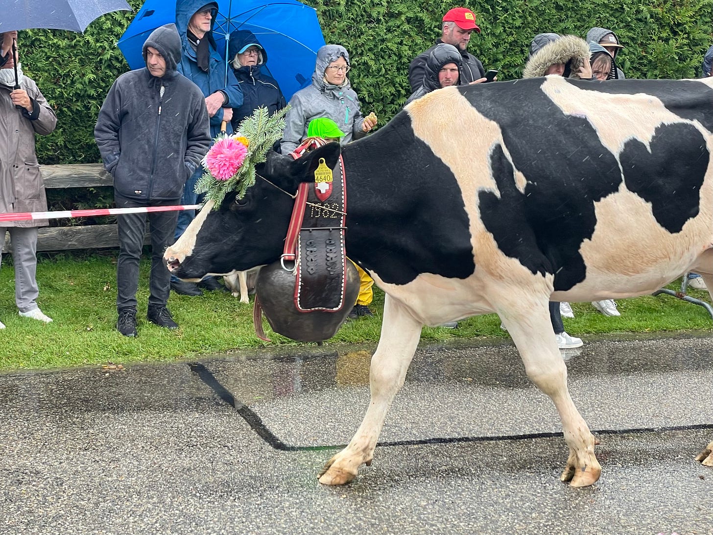 Cow with a fascinator