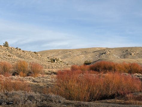 More images of the Red Desert after a spring storm.