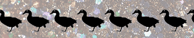 Wild Goose Chase 