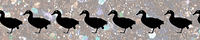 Wild Goose Chase 