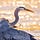 The Heronry
