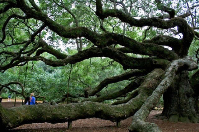 girl in blue under tree