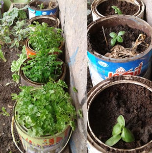 herbs herbs