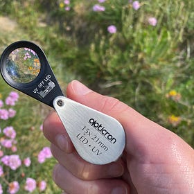 Bee's Eye View