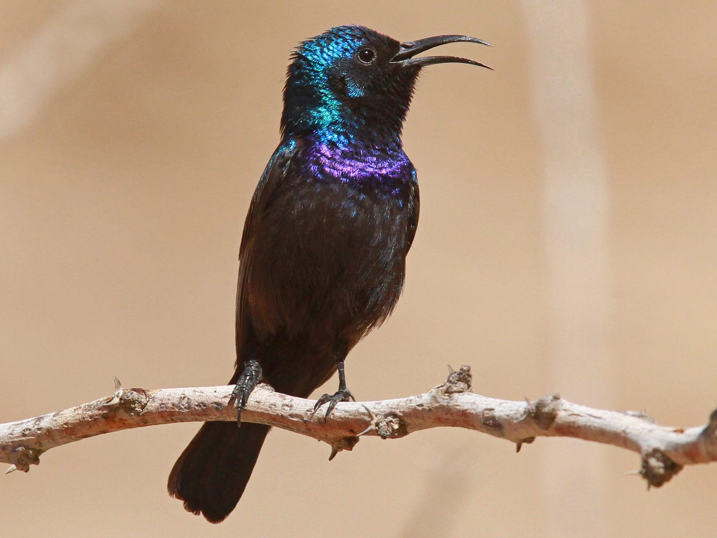 esemplare maschio di cynnis osea o palestinian sunbird con piume azzurre e viola iridescenti sulla testa poggiato su un ramo