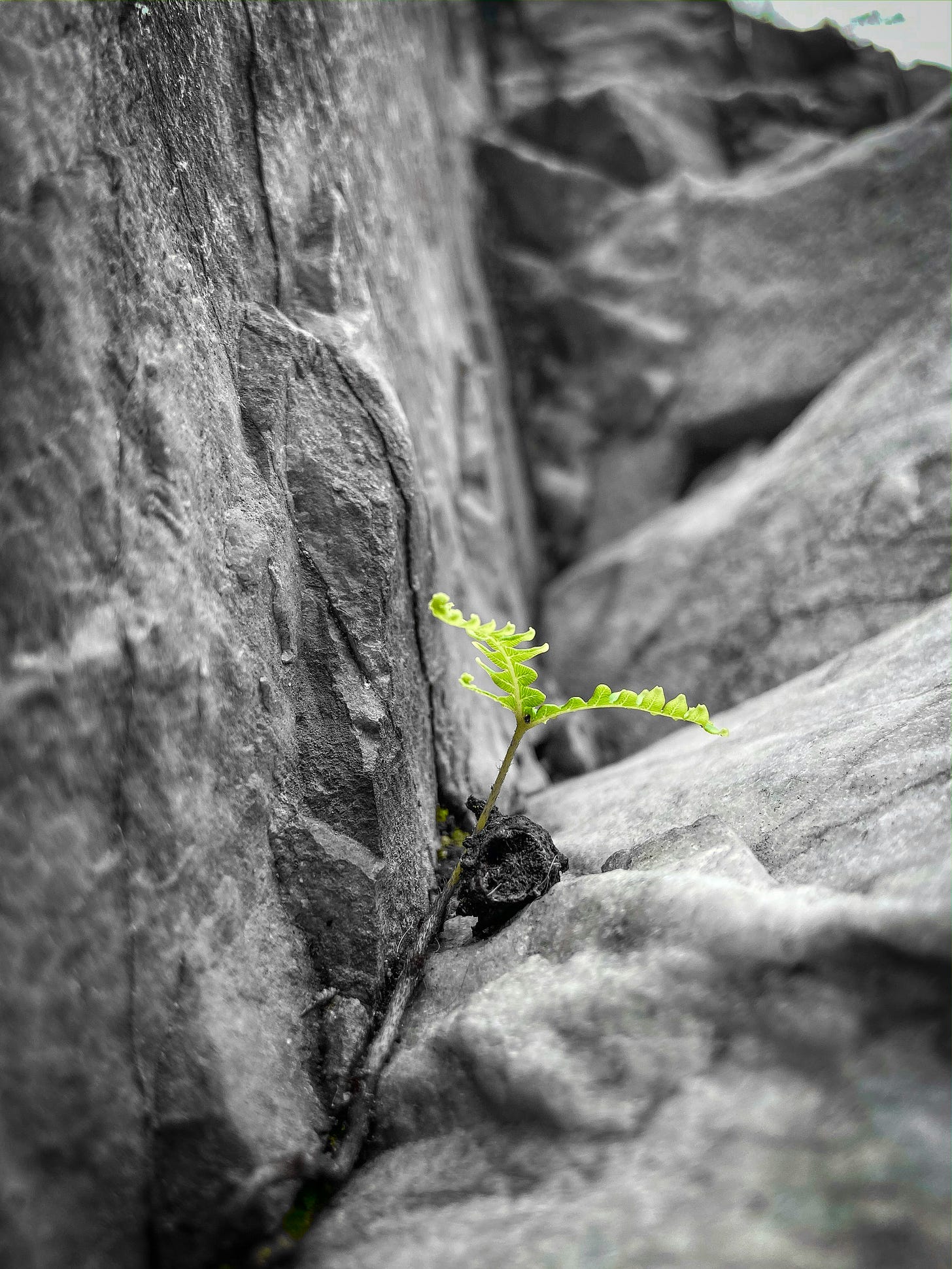 A bright green sprout forcing its way through jagged, cold stone. A bright green sprout forcing its way through jagged, cold stone.