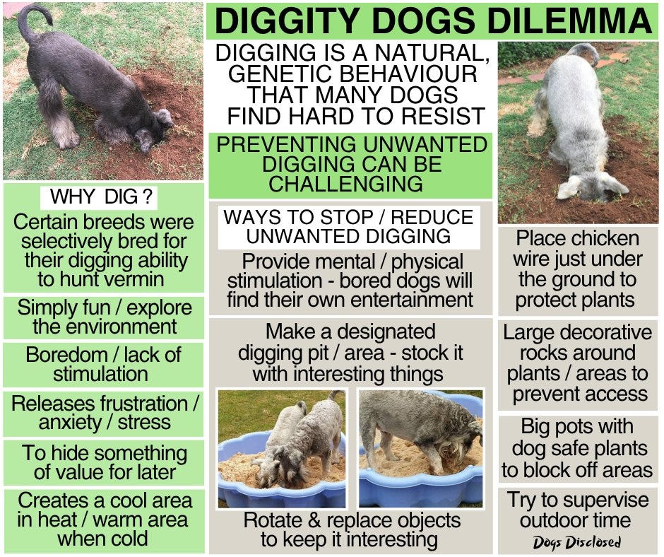 May be an image of dog and text that says 'DIGGITY DOGS DILEMMA DIGGING IS NATURAL, GENETIC BEHAVIOUR MANY DOGS FIND HARD RESIST PREVENTING UNWANTED DIGGING CAN WHY Certain breeds were selectively bred for their digging ability to WAYS TO STOP REDUCE UNWANTED DIGGING Provide stimulation dogs find their own entertainment Make a designated digging with interesting Simply explore environment Boredom/ stimulation Place chicken wire under the ground protect plants Releases anxiety hide something of value for later Large decorative rocks around plants/ areas prevent access Big pots with dog safe plants block off areas Creates heat when area area Rotate replace objects keep interesting supervise outdoor time Disclosed'