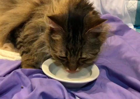 cats drink water cats drink water
