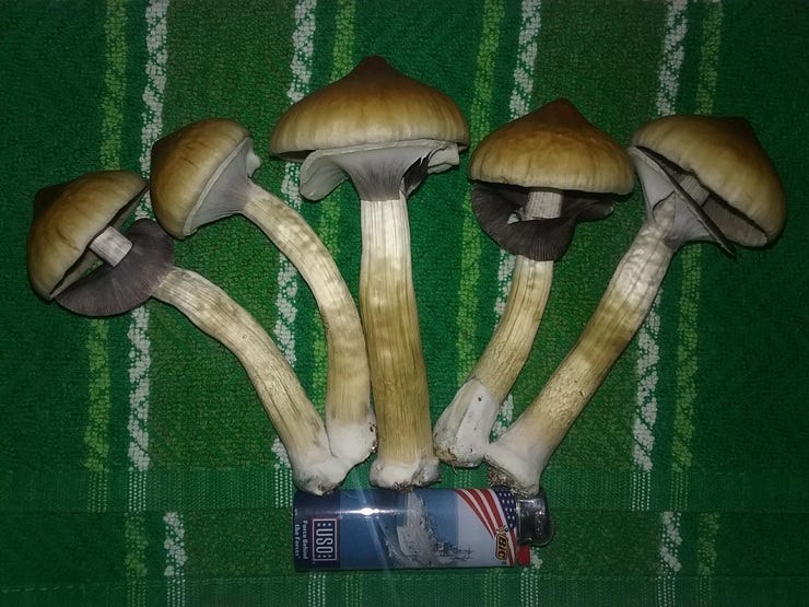 Golden Teacher strain