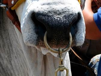 Nose ring (animal) - Wikipedia
