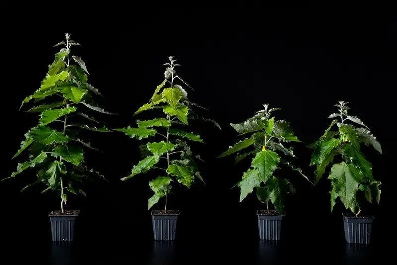 Four trees