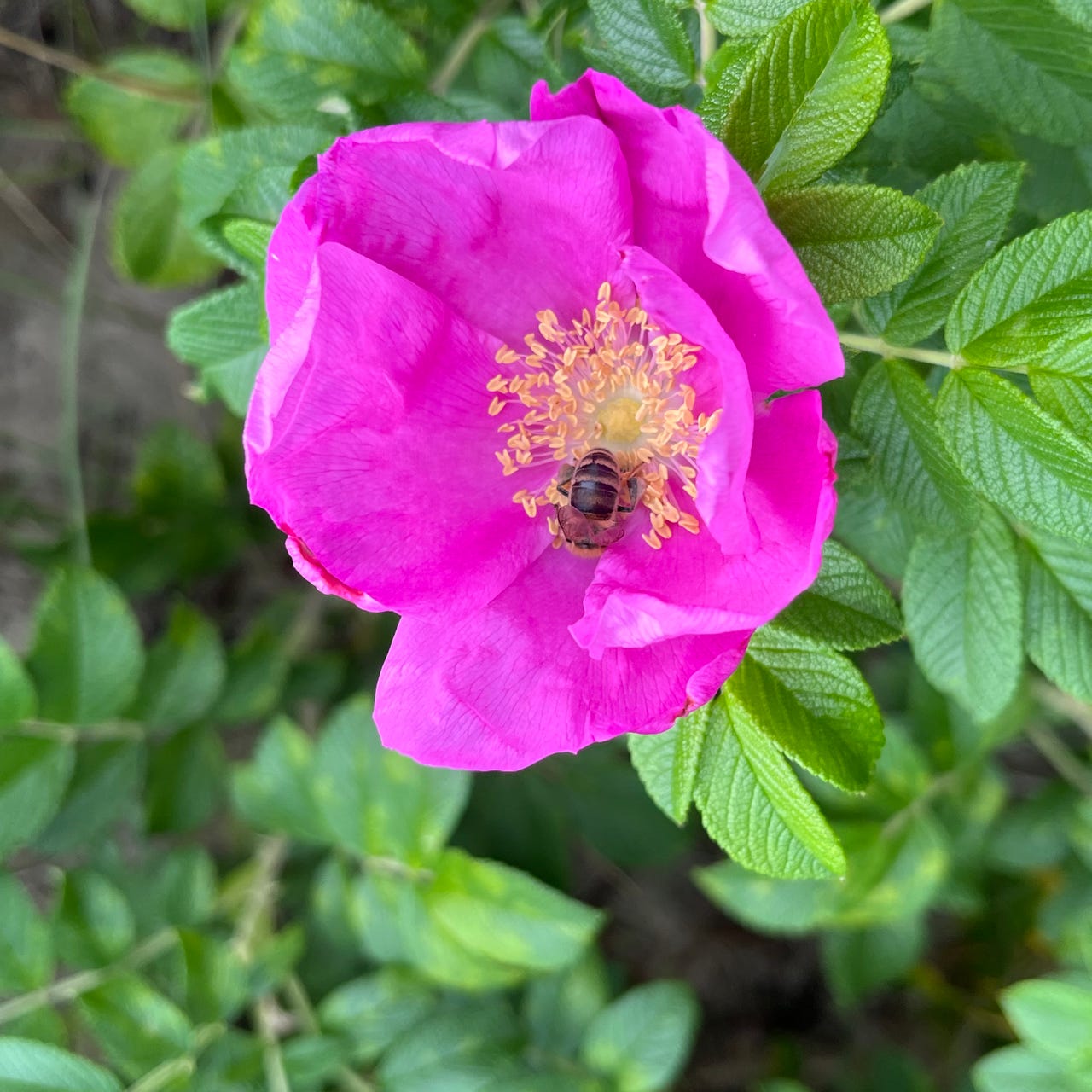 Life under a Magnifying Glass