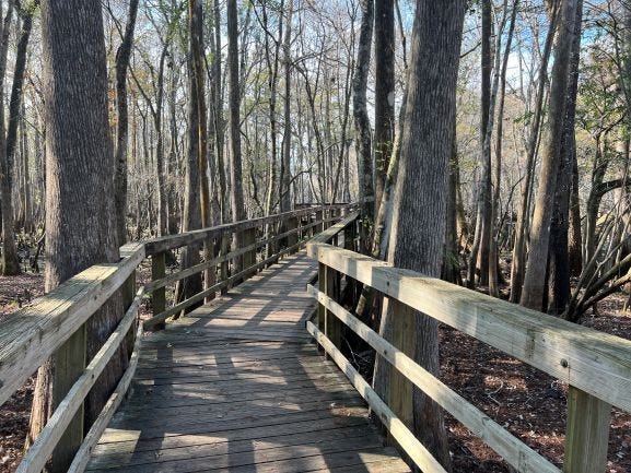 Long wooden boardwalk