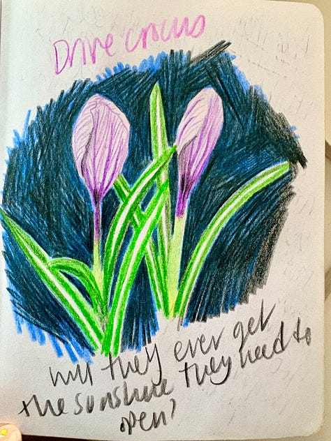 Pencil drawings of flowers, catkins and a pheasant