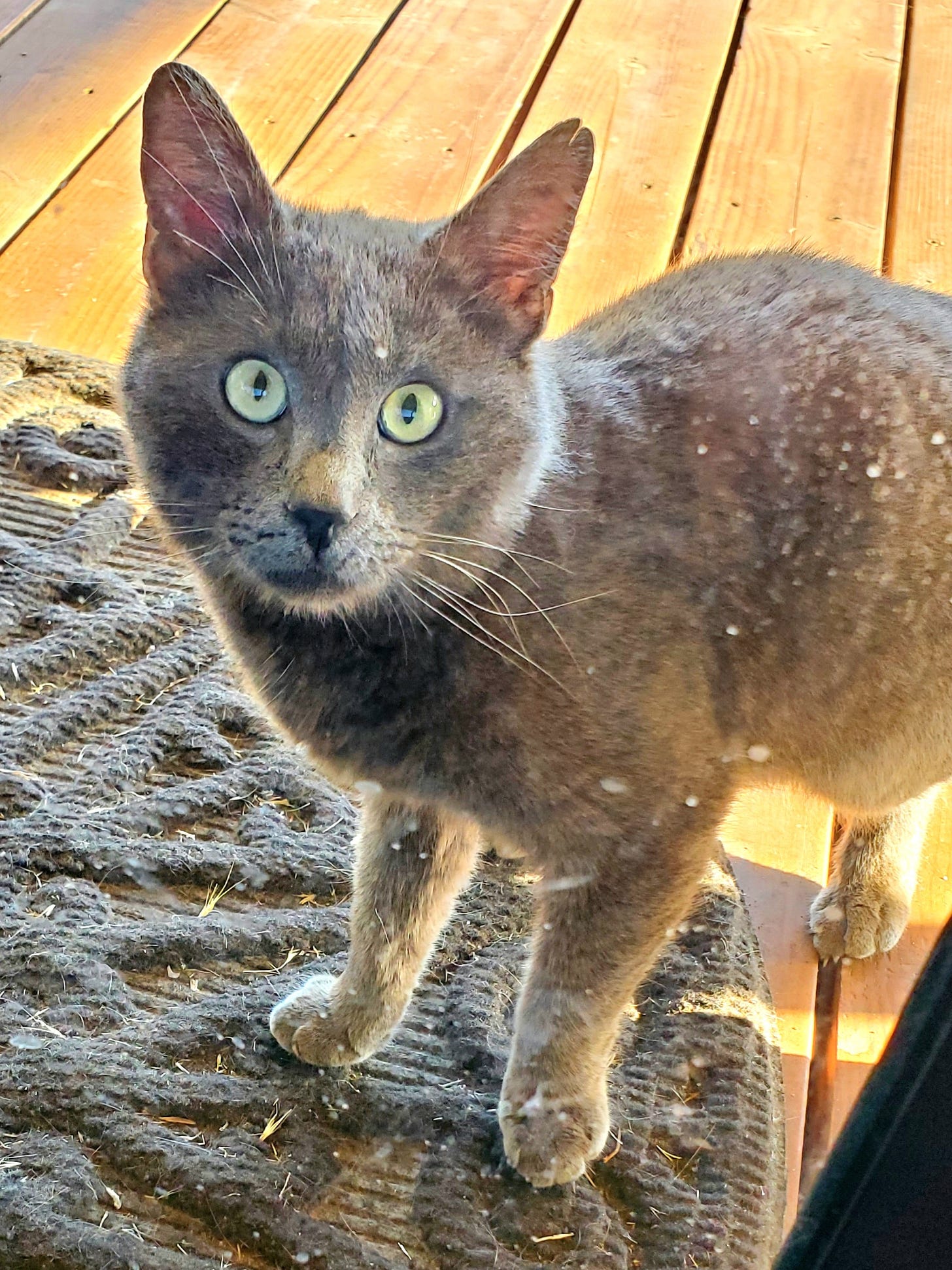 A Russian blue cat peering at me through a cat-sneeze-marked sliding glass door