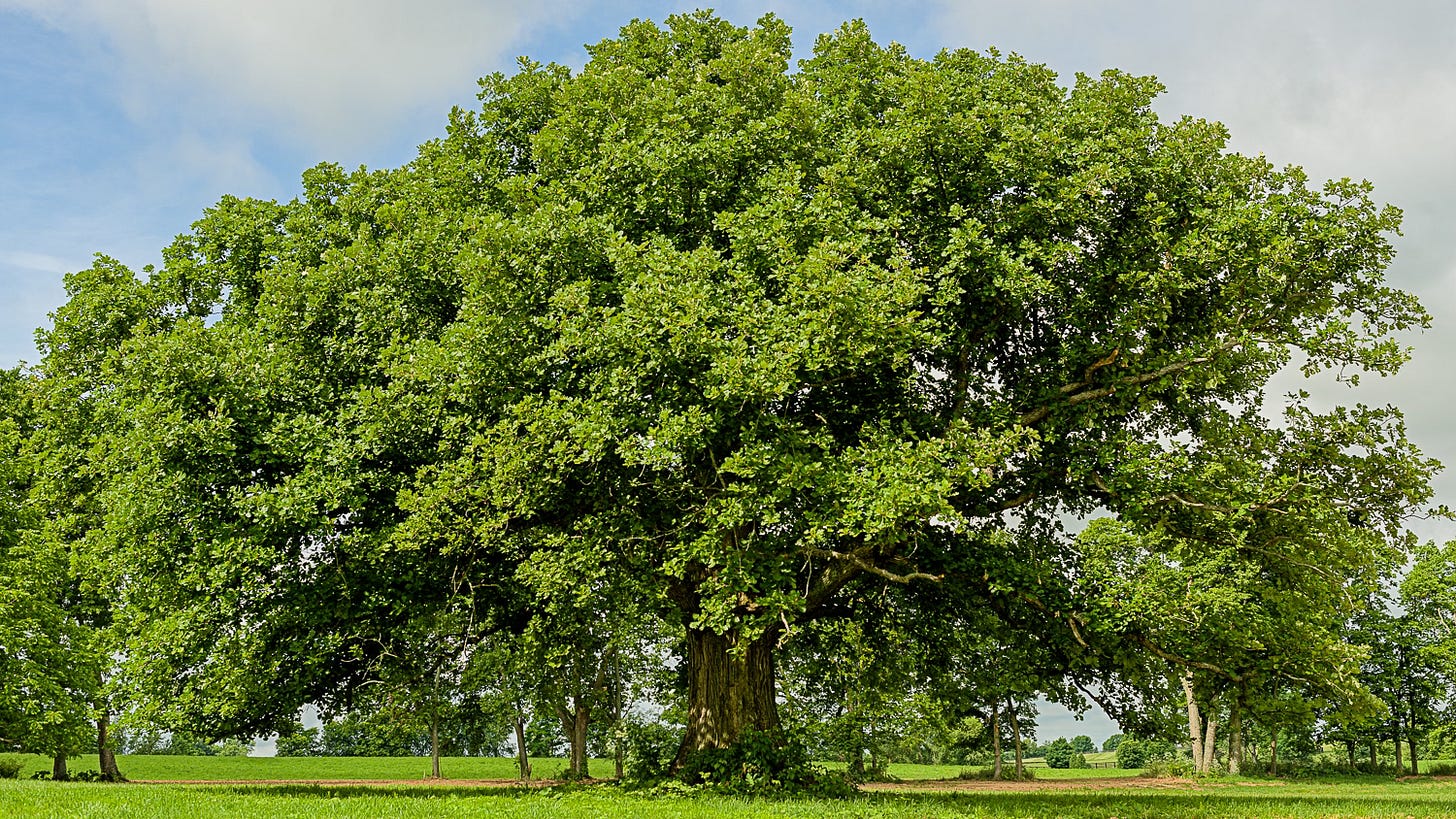 A huge bur oak tree in a passture, with a broad, symmetrical green crown above a stout stem. Copyright Tom Kimmerer A huge bur oak tree in a passture, with a broad, symmetrical green crown above a stout stem. Copyright Tom Kimmerer
