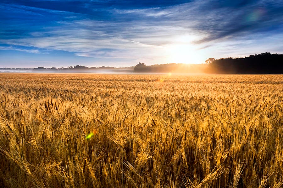 Golden Wheat Field Sunrise Photograph by Ricardo Reitmeyer