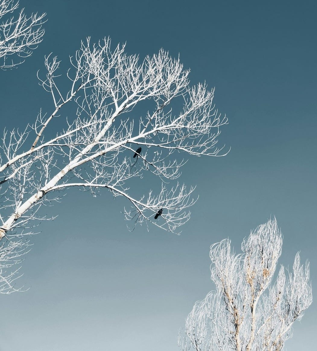 a couple of birds sitting on top of a tree a couple of birds sitting on top of a tree