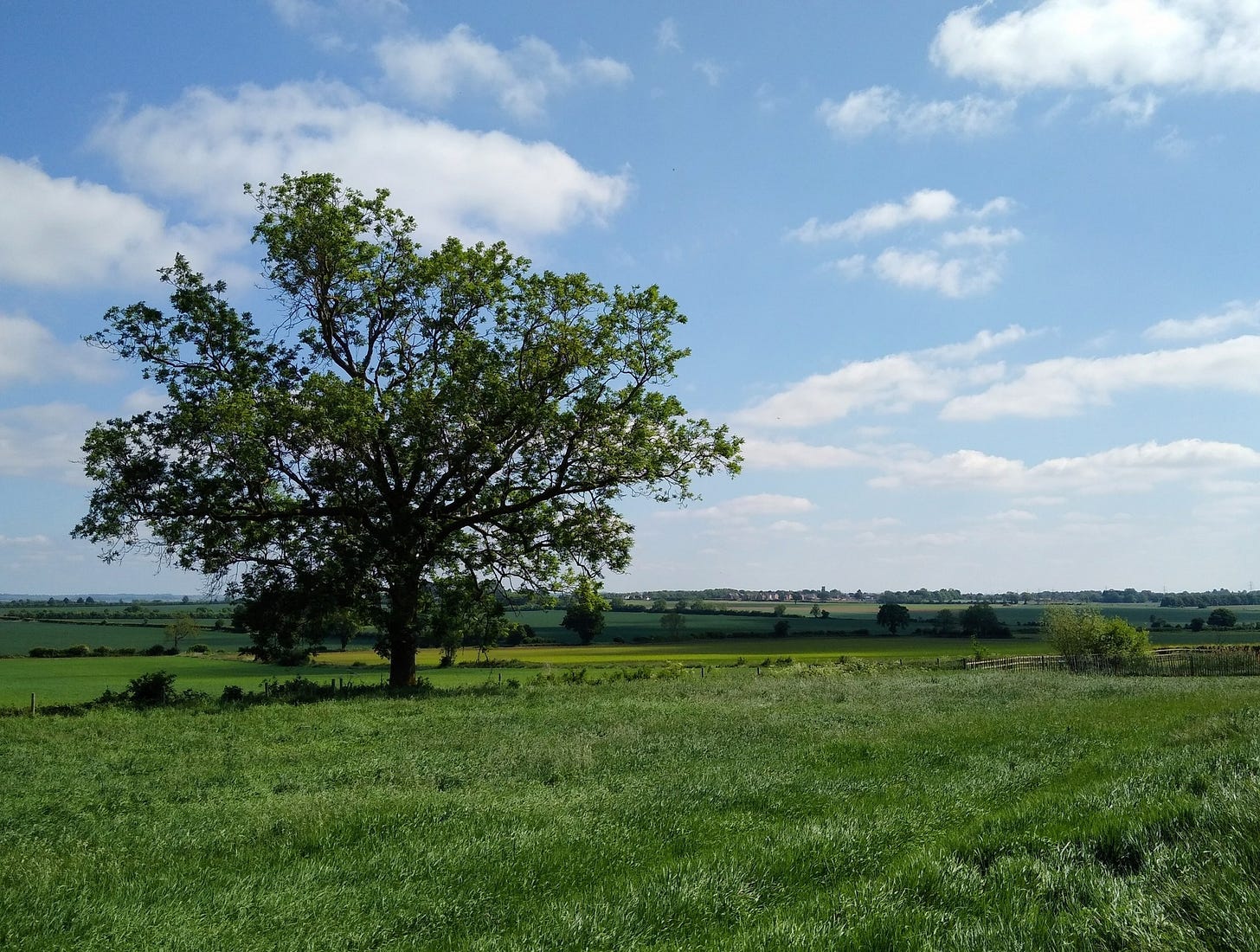 May be an image of grass, horizon and tree