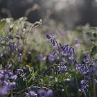 Take a walk in the bluebell wood | Free gift