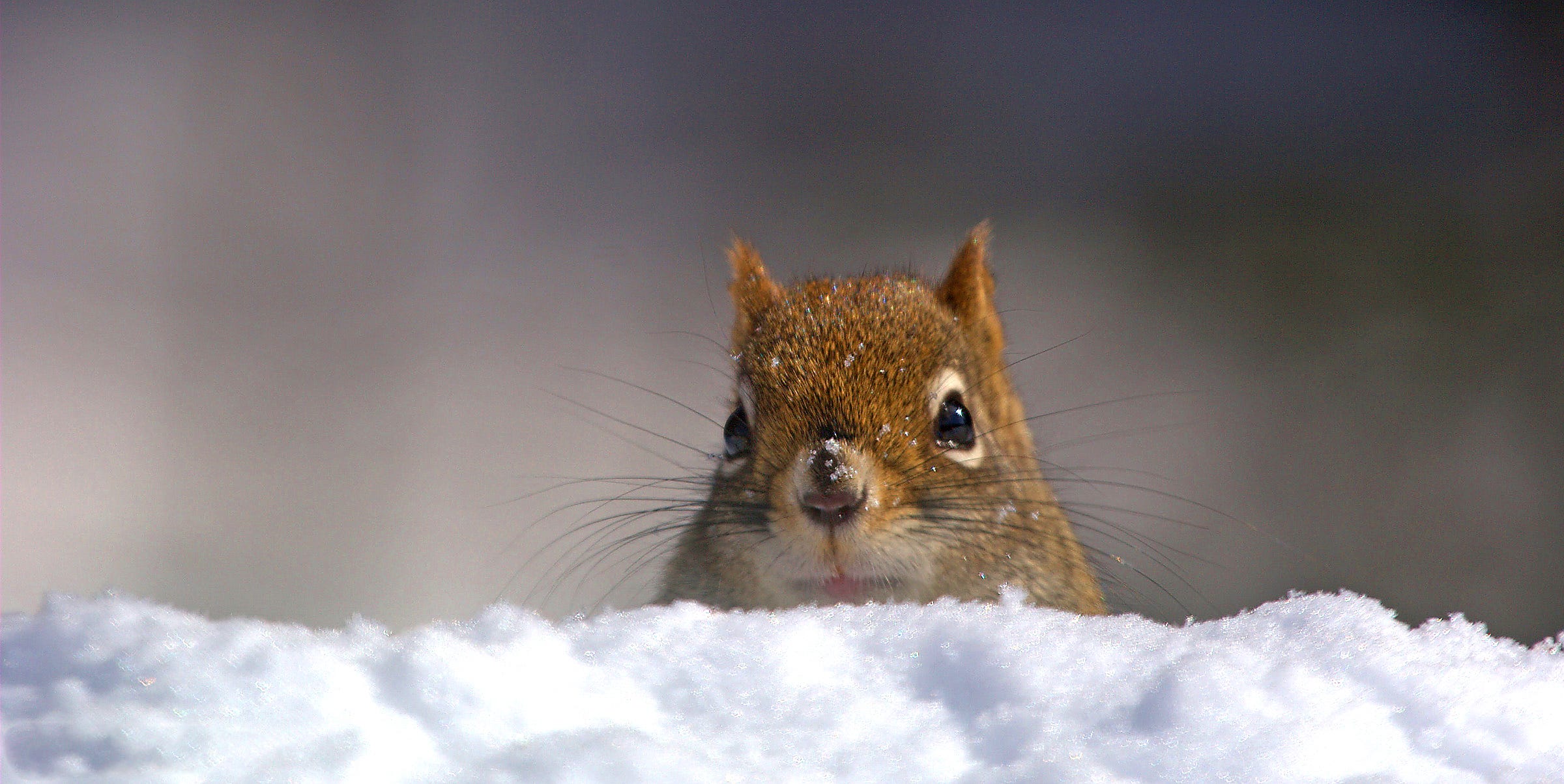 American Red Squirrel
