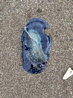 a blue sail jellyfish, a pink sand dollar, and a blue, black and white mussel shell