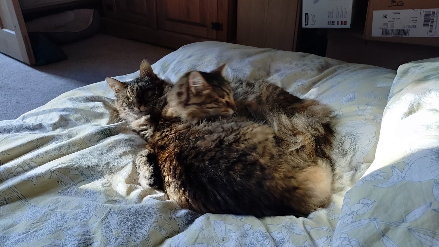 Rosie and Milly curled up together on the bed Rosie and Milly curled up together on the bed