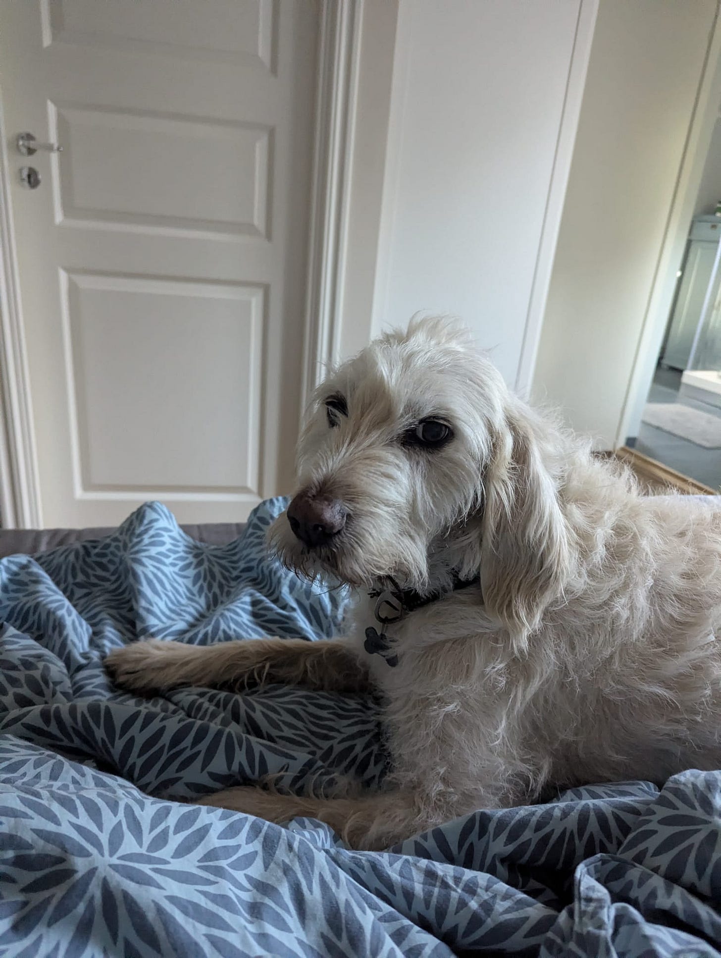 Shaggy cream-coloured dog sitting upright on blue patterned bedding and looking towards the camera. Shaggy cream-coloured dog sitting upright on blue patterned bedding and looking towards the camera.
