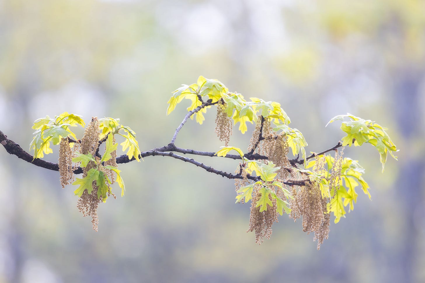 Catkins hang from a male oak tree. Virgil Point Campground, Oklahoma.