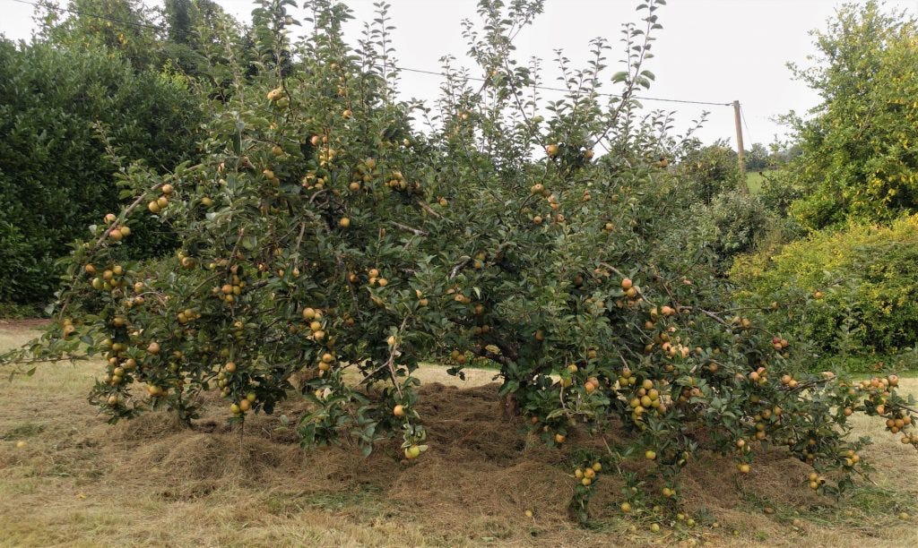 Apple tree at Veddw Garden, copyright Anne Wareham 