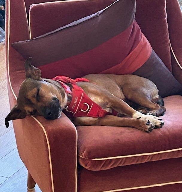 Dog sleeping in chair