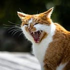 The (next) shiny thing you hate...