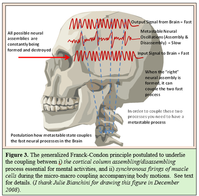 A diagram of a skull

AI-generated content may be incorrect.
