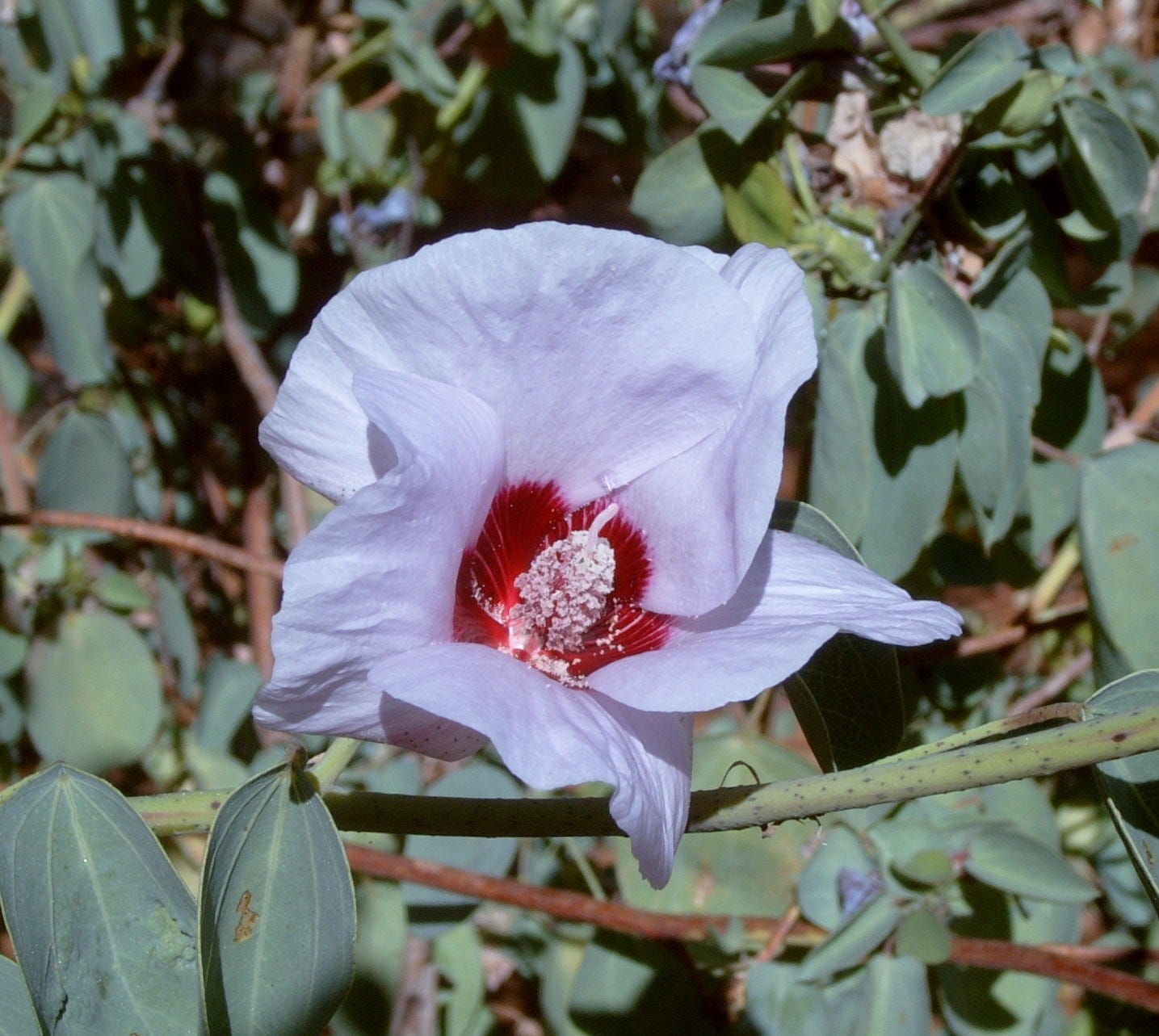 A hibiscus-like flower in pale pink with a red centre and grey-green leavees
