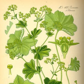 Medicinal Uses of Lady's Mantle