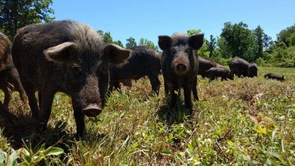 Ossabaw Island Hogs
