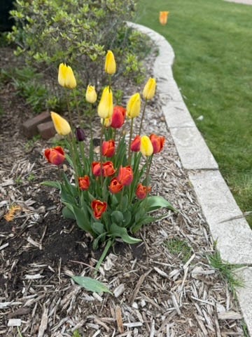 Tulips at Pella's Tulip Time