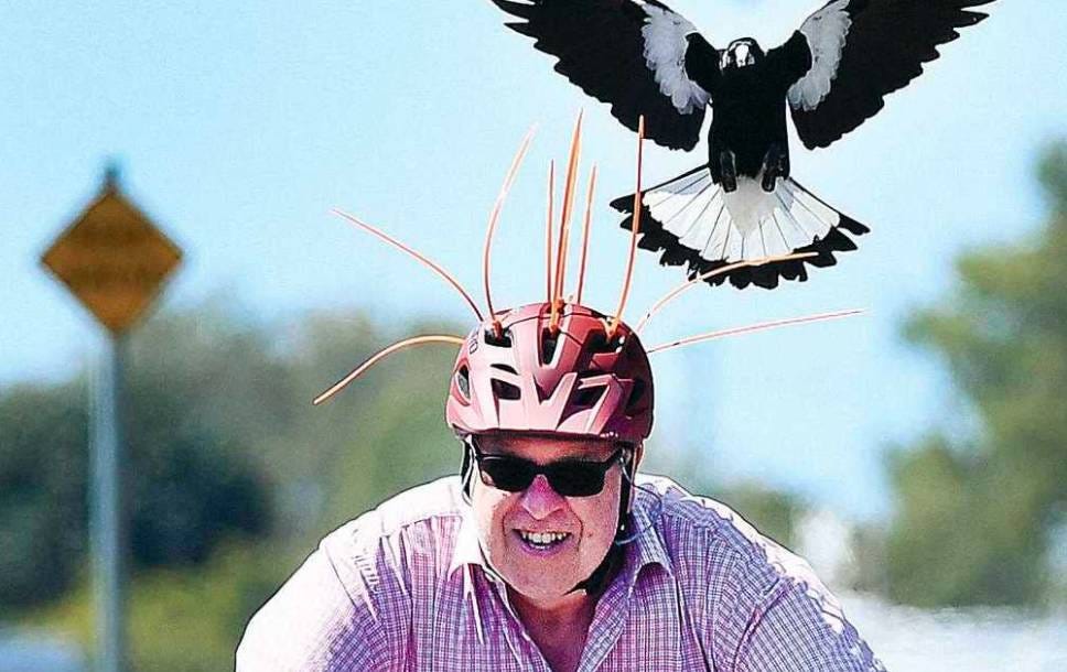 Residents should be aware of magpies during spring, when they become very protective of their chicks and can swoop on people passing their nests.