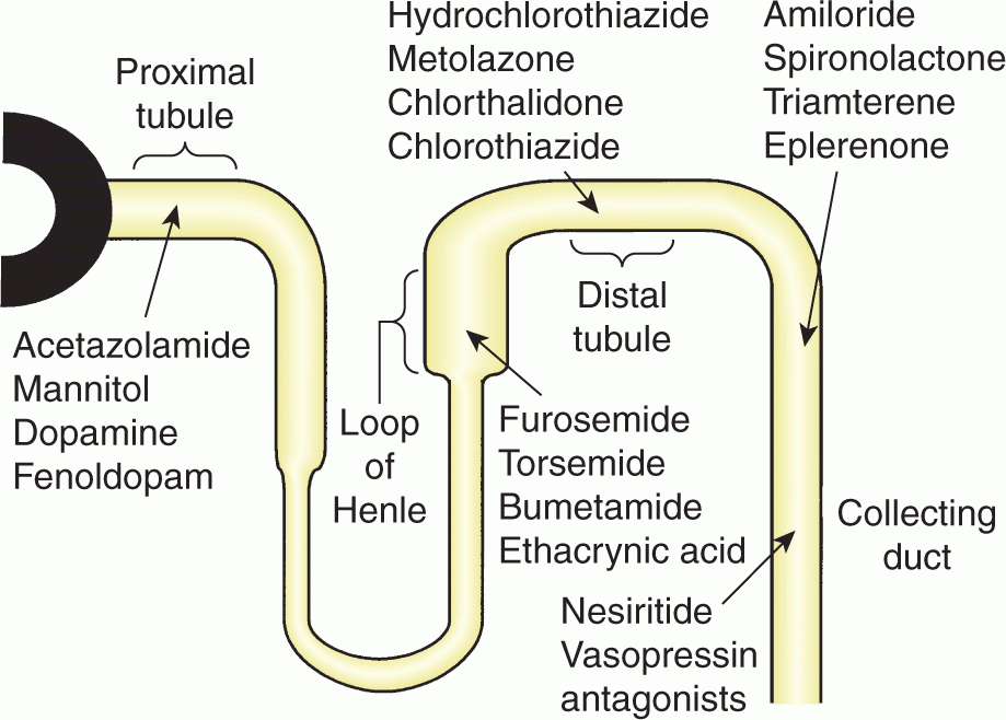 liquido intracellulare e extracellulare APPROFONDIMENTO: Diuretici nel sovraccarico di volume