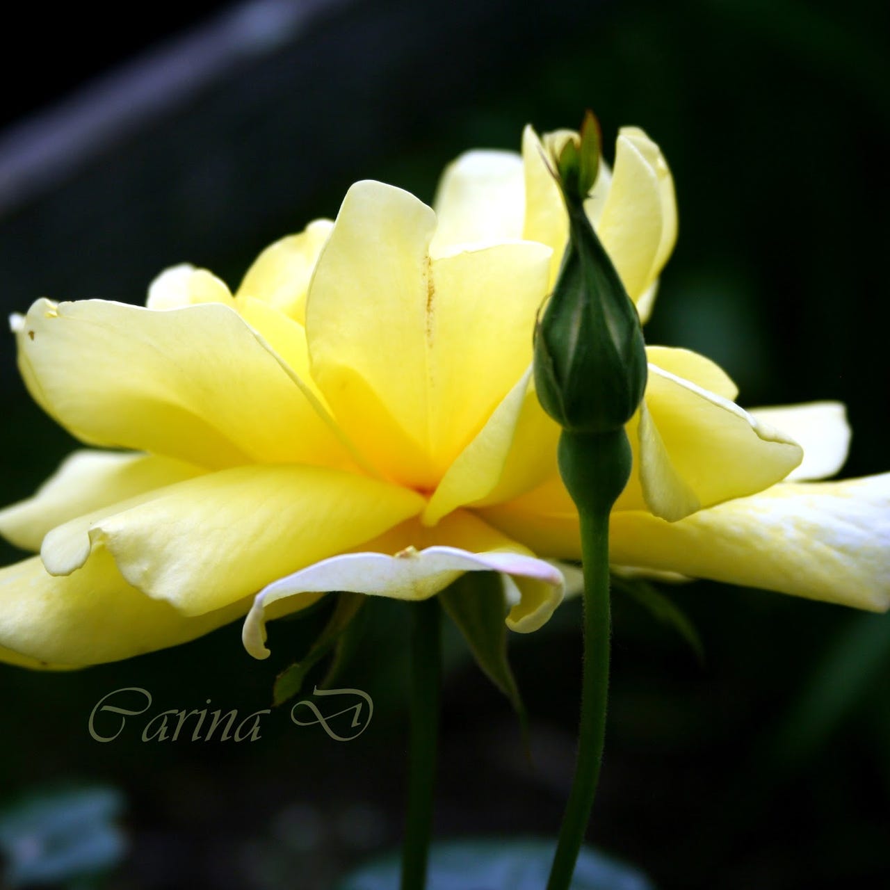 Carina and Kali's How to Gardening and Nature Substack