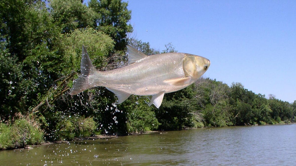 Trump Tries To Lure Canada Into Fish Fiasco