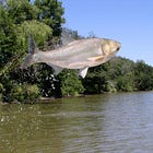 Trump Tries To Lure Canada Into Fish Fiasco