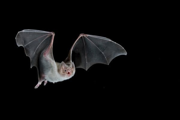 Vampire bats will share blood meals with bat friends and create close bonds even though they have nothing in common genetically. Vampire bats will share blood meals with bat friends and create close bonds even though they have nothing in common genetically.