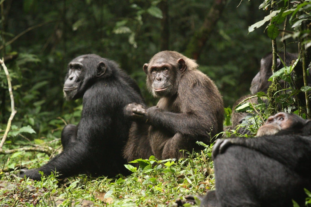 Several chimpanzees from the Ngogo group sitting on the forest floor.