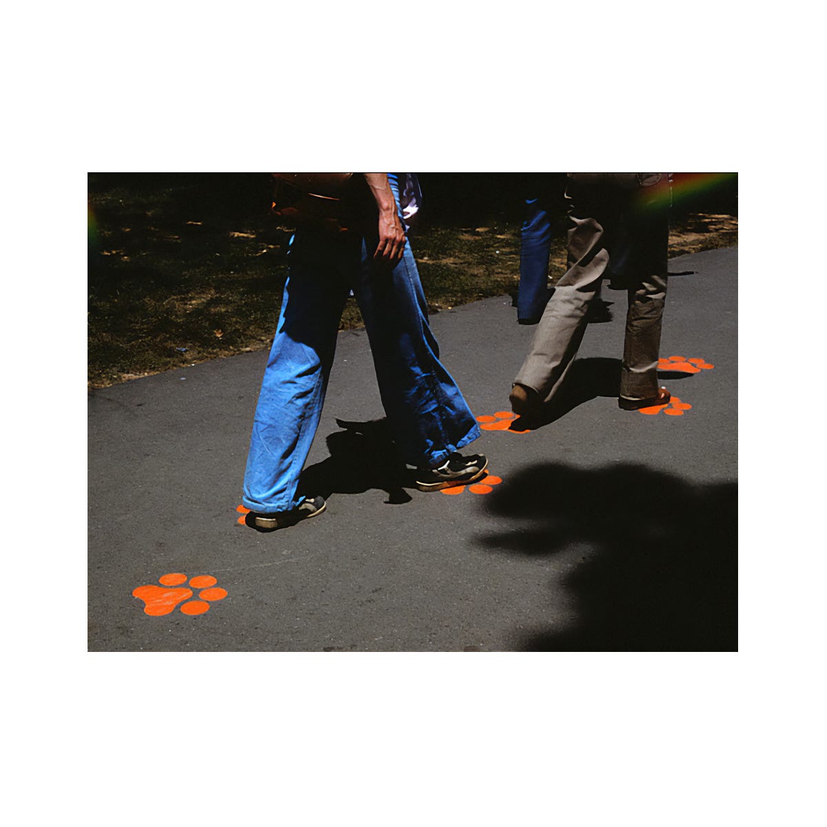 Lion footprints guiding visitors around National Zoo attractions in Washington D.C.