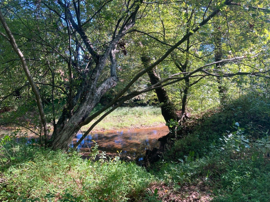 view of Reedy Fork creek from my lunch spot
