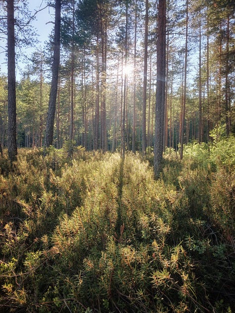 Haukilampi Seitsemisen kansallispuisto