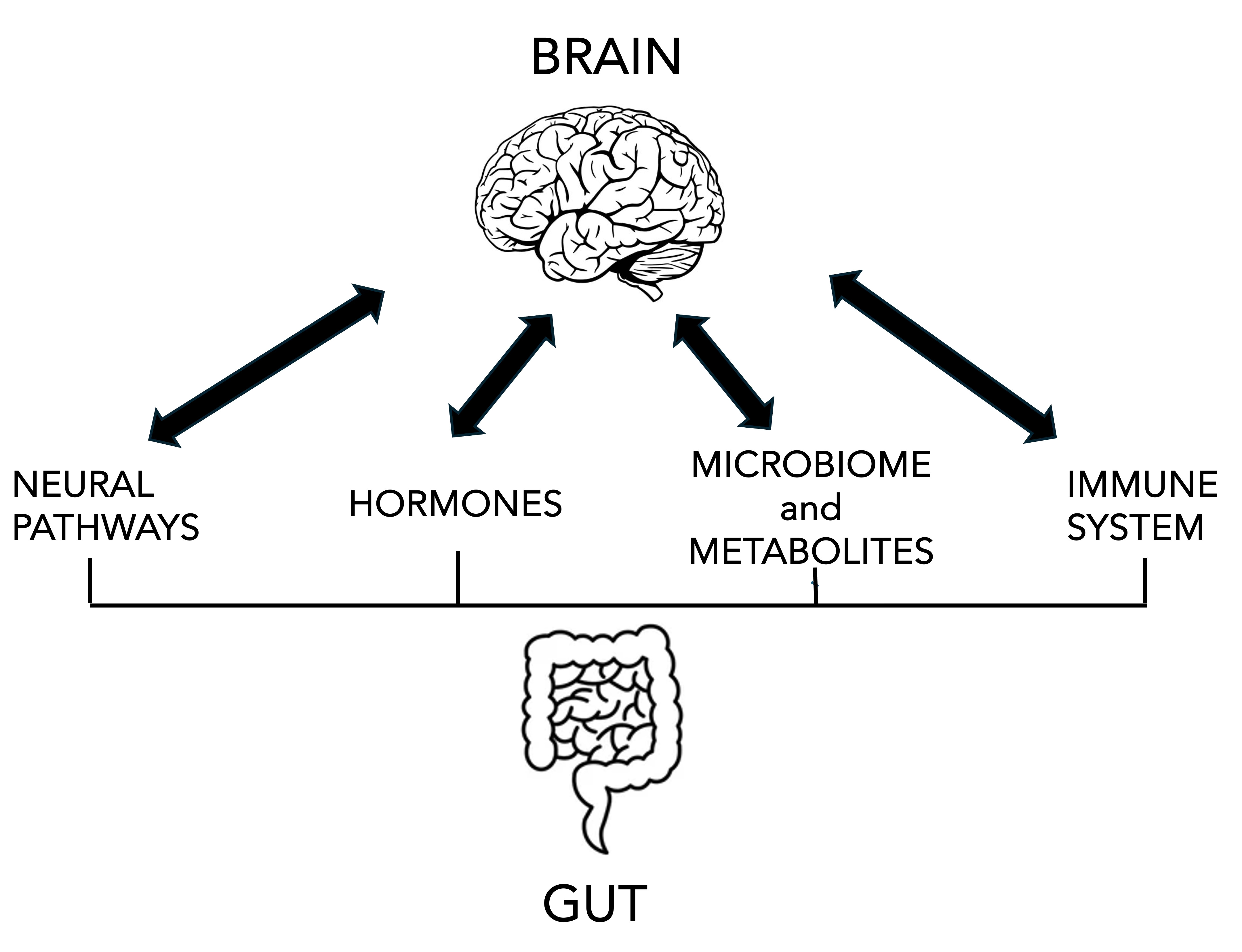 The Gut-Brain Axis Takes Center Stage