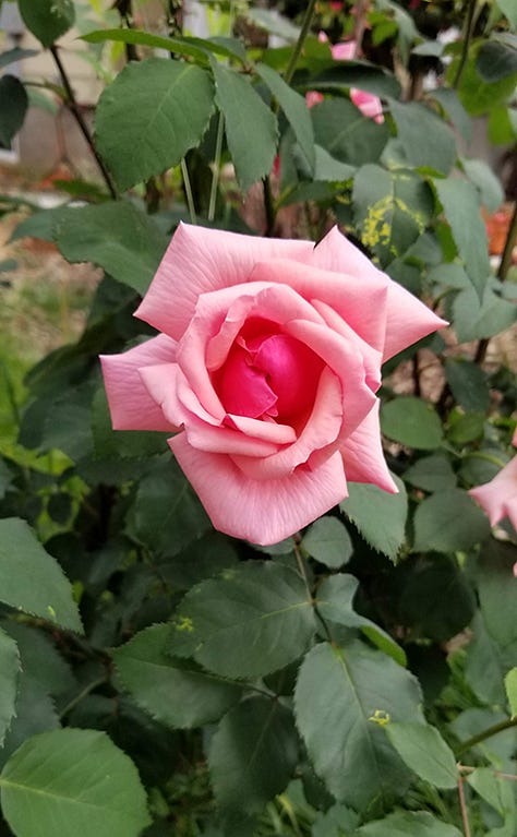 Gallery of images of roses, irises, and other pink blooms