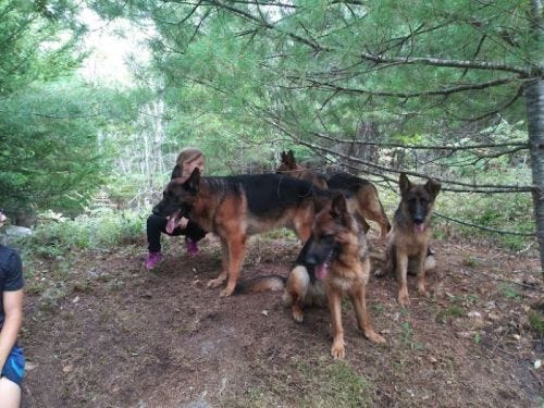 Join The Pack And Hike With Dogs In Penobscot Maine